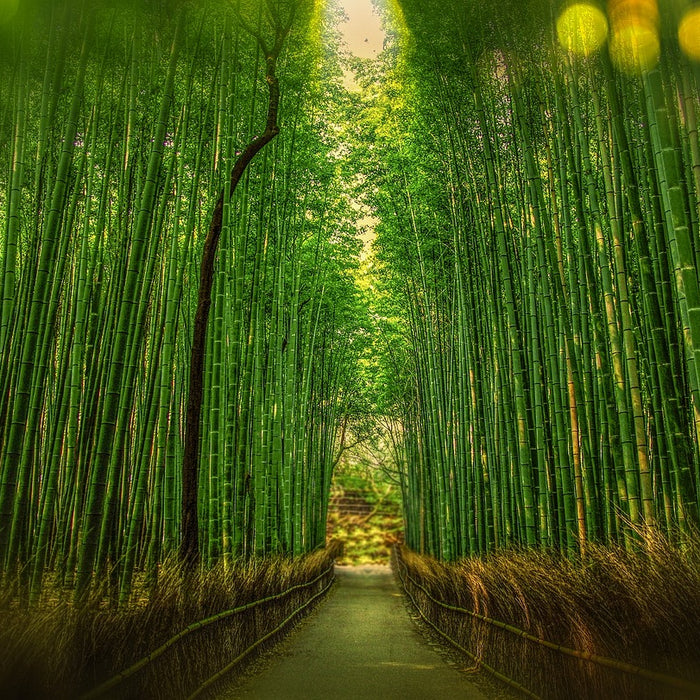 Bamboo hakkinda hersey - Luxurahome.com